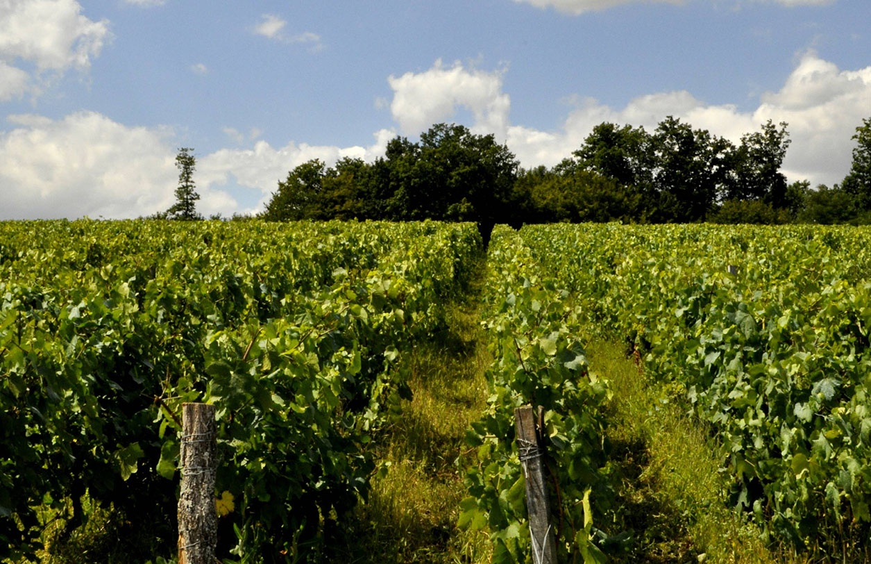Vignes - Vineyards Vignes / Vineyards at La Fontaine aux Muses