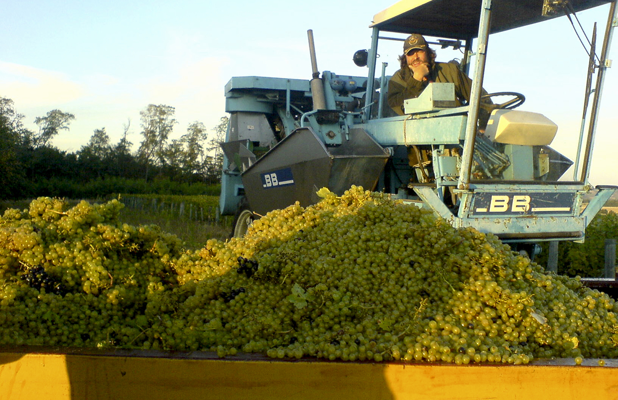 Vincent Pointeau, Vignes
